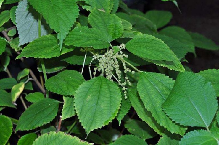 Loại cây dại mọc đầy bờ rào giờ vừa làm bánh, vừa làm sợi dệt, nông dân đổi đời nhờ trồng 1 lần thu hoạch cả năm - 1