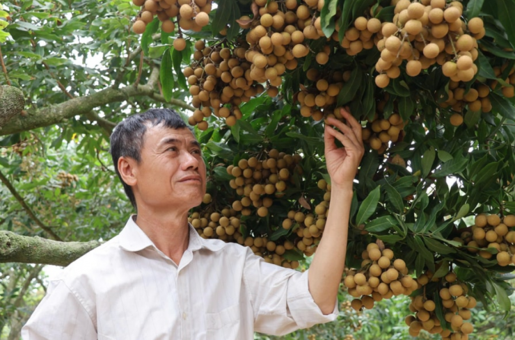 Vườn nhãn trái vụ sai quả của gia đình ông Phạm Văn Đượng ở thôn Tiên Kiều, xã Hà Đông (Hải Phòng). Ảnh: Hai Phong