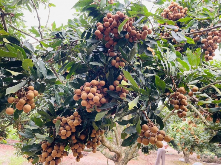 Những cây nhãn trái vụ sai quả, vàng căng mong trong vườn ông Đượng&nbsp;thôn Tiên Kiều, xã Hà Đông (Hải Phòng). Ảnh: Thuỷ Hà