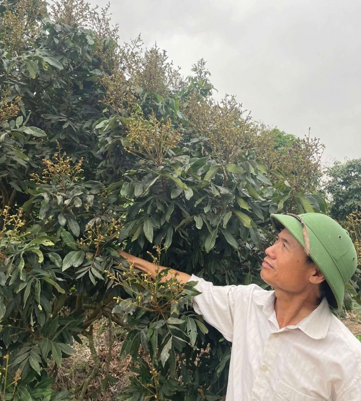 Ông Đượng áp dụng kỹ thuật để nhãn&nbsp;kích thích ra hoa trái vụ. Ảnh: Thuỷ Hà