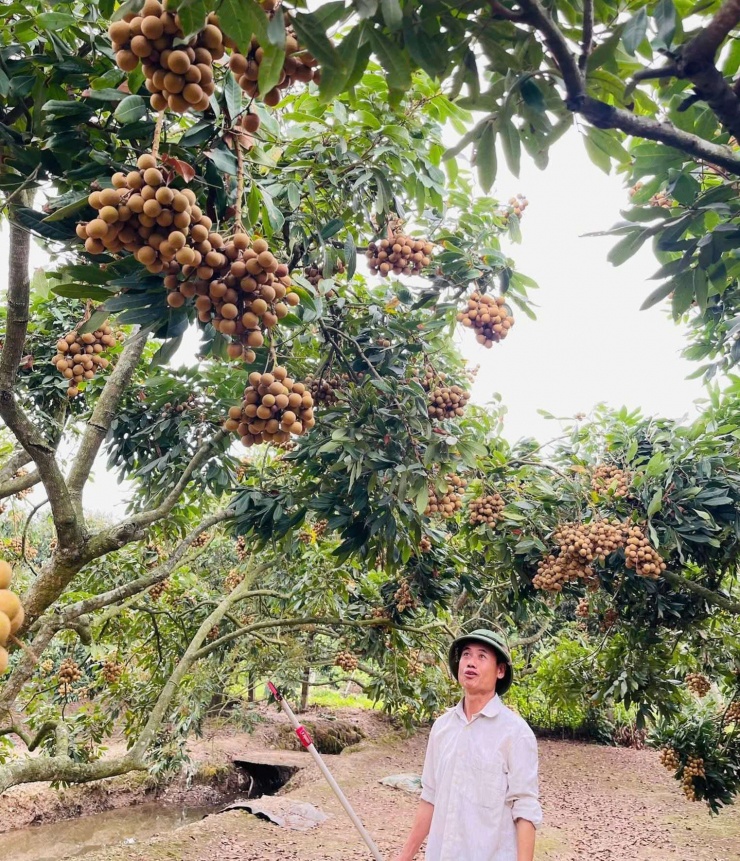 Ông&nbsp;Phạm Văn Đượng thôn Tiên Kiều, xã Hà Đông, Hải Phòng (huyện Thanh Hà trước đây) phấn khởi nhìn vườn nhãn&nbsp; của gia đình. Ảnh: Thuỷ Hà