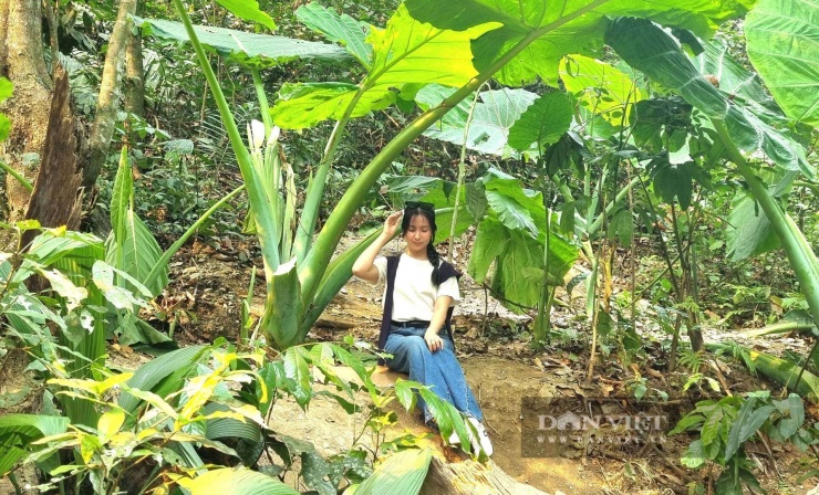 Cây ráy ở Vườn quốc gia Cúc Phương (tỉnh Ninh Bình) đang gây "sốt rần rần" trong giới trẻ. Ảnh: Vũ Thượng