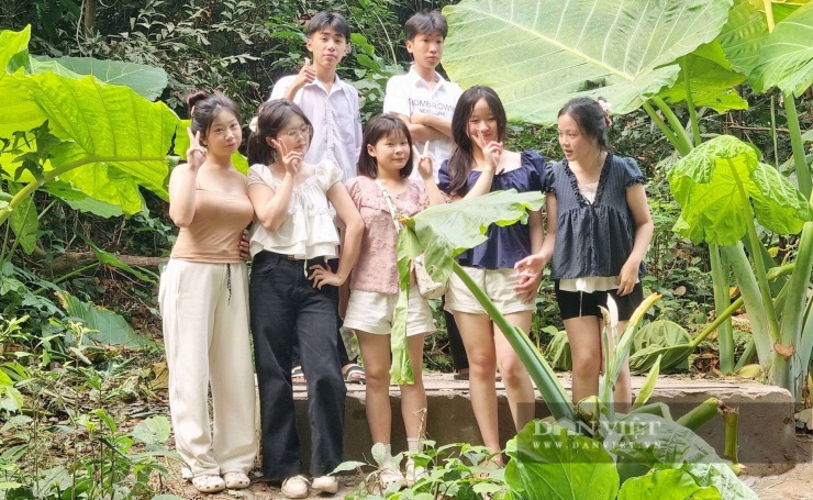 Khi check-in bên cây ráy, du khách như hóa "người tí hon". Ảnh: Vũ Thượng