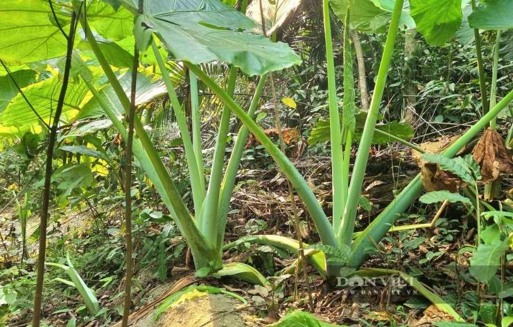 Đứng dưới tán cây gì khổng lồ mà như "lạc vào xứ sở thần tiên" giữa rừng già Cúc Phương ở Ninh Bình? - 7