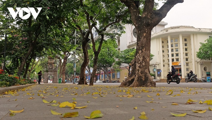 Hà Nội mùa sấu rụng lá, nhiều&nbsp;con phố phủ lên&nbsp;thảm lá&nbsp;vàng, người dân và du khách dừng lại chụp hình tạo nên một khung cảnh rất dịu dàng, nên thơ.