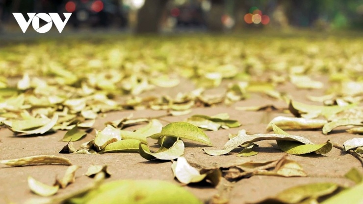 Thi&nbsp;thoảng, theo cơn gió lùa, từng đợt lá ào ào trút xuống, bay múa trên phố, tạo nên những khoảnh khắc lãng mạn nhẹ nhàng, rất riêng có của Hà Nội.
