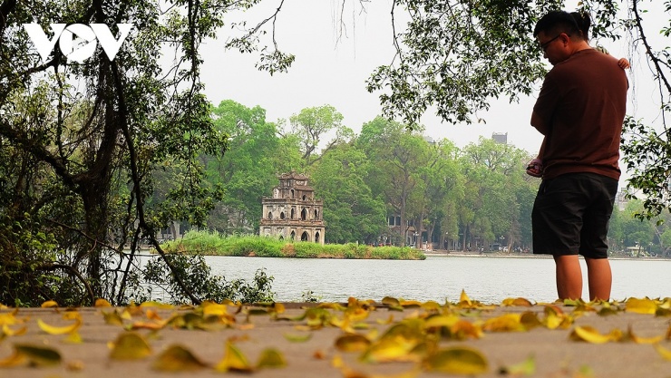 Sấu là cây trồng chủ đạo trên nhiều tuyến phố của Hà Nội như Phan Đình Phùng, Trần Phú, Trần Hưng Đạo, Lý Nam Đế, Bà Triệu, khu vực xung quanh hồ Hoàn Kiếm...