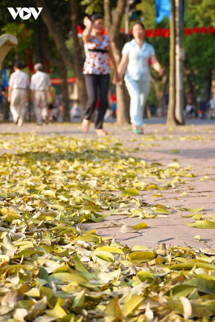 Nhiều người dân và du khách, nhiều nhất là những bạn trẻ rủ nhau xuống phố check-in mùa sấu rụng lá vào những ngày nắng đẹp.