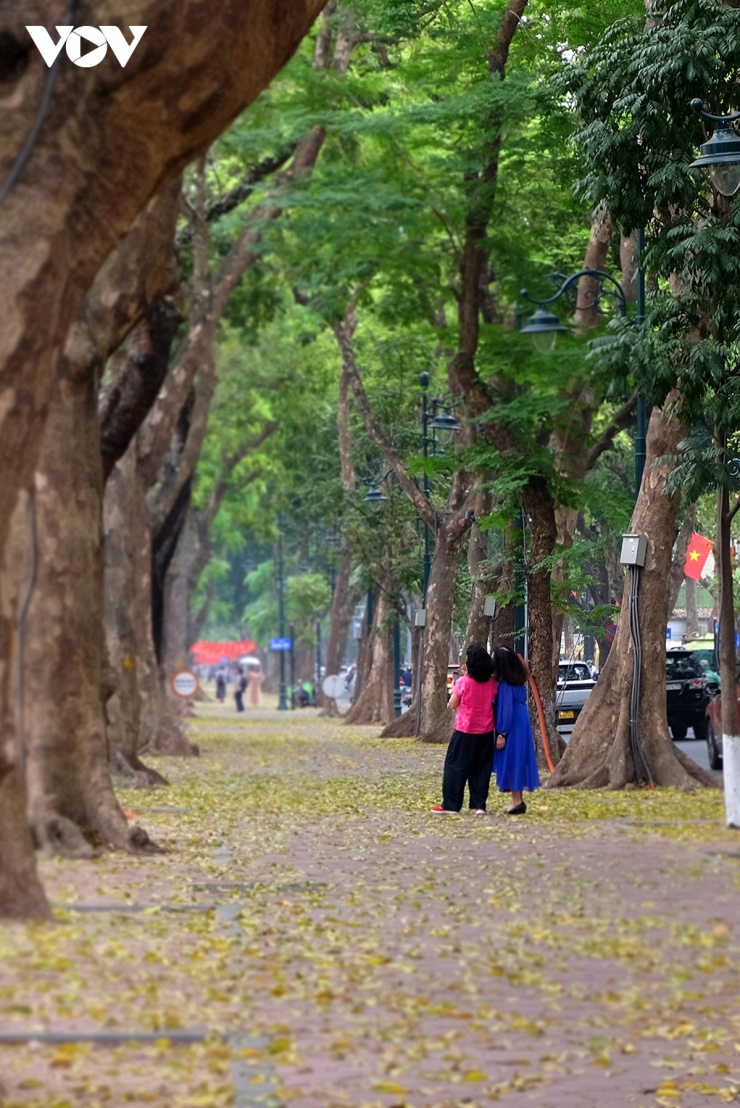 Phố Phan Đình Phùng, con phố với hai hàng sấu thẳng tắp là tuyến phố đẹp nhất ở Hà Nội, những ngày này nhộn nhịp như một “studio” ngoài trời, bởi số người đến chụp ảnh check-in với lá vàng rất đông.