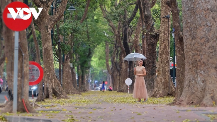 Những hàng sấu cổ thụ ven đường thong thả trút xuống tấm áo vàng óng ả, để gió cuốn đi, dệt thành thảm nắng rực rỡ trên từng góc phố, con đường.