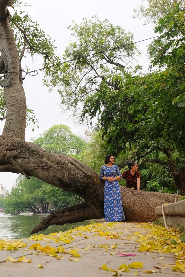 Bước chân ai qua, nghe tiếng lá xao xác tự tình, ngỡ như lạc vào một miền thơ lãng đãng, nơi thời gian ngừng trôi, chỉ còn lại một Hà Nội bình yên, đẹp một nét duyên thầm khiến lòng người xao xuyến.&nbsp;