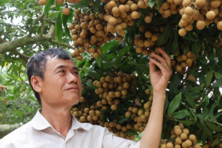 Một "ông phù thủy" ở Hải Dương, nay là Hải Phòng "phù phép" kiểu gì khiến cây nhãn ra quả quanh năm, cả làng phục lăn?