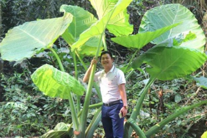 Đứng dưới tán cây gì khổng lồ mà như "lạc vào xứ sở thần tiên" giữa rừng già Cúc Phương ở Ninh Bình?
