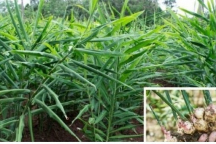 Cây thuốc bổ chẳng kém nhân sâm tổ yến, nhiều người dùng mỗi ngày mà không hay