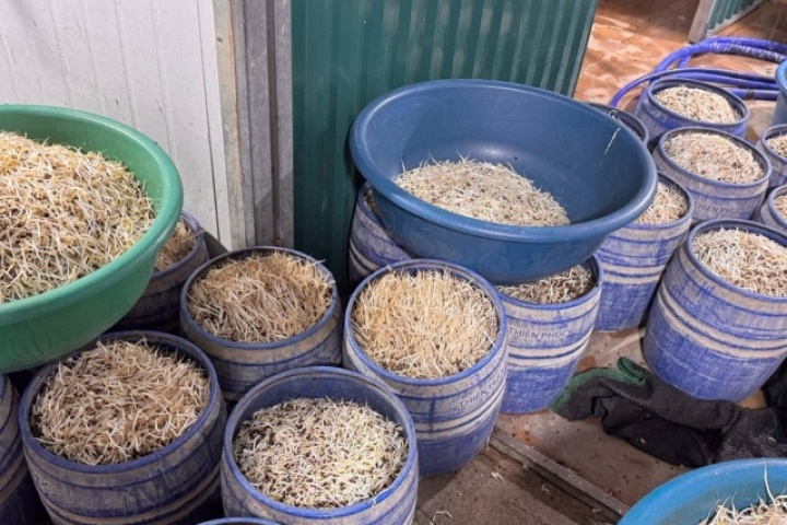 Khởi tố 2 chủ cơ sở sản xuất hơn 160 tấn giá đỗ chứa chất gây ung thư