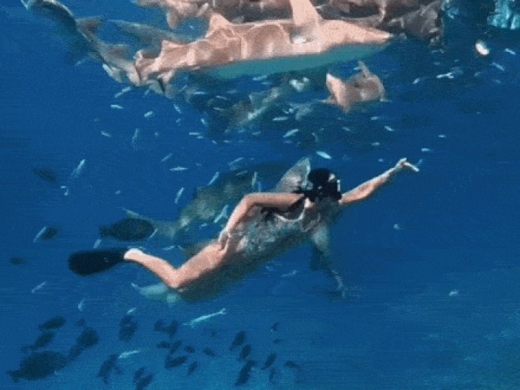 Ánh Viên bơi cùng cá mập ở biển Maldives