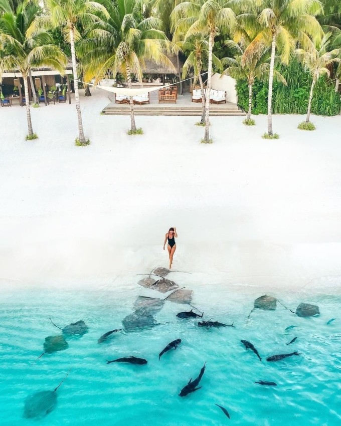 Cá mập nhám, cá đuối... khá phổ biến tại vùng biển Maldives và là một trong những điểm thu hút du lịch chính của quốc đảo này.