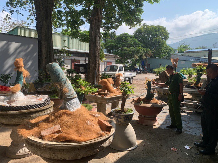 Những gốc mai được phát hiện