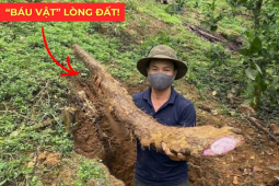 Tin tức sức khỏe - Việt Nam có một “báu vật dưới lòng đất” dài cả mét, tuy xấu xí nhưng siêu bổ dưỡng cho bàng quang!