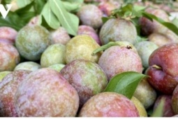 Mận hậu đầu mùa giá “chát” vẫn hút khách