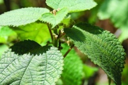 Loại cây dại mọc đầy bờ rào giờ vừa làm bánh, vừa làm sợi dệt, nông dân đổi đời nhờ trồng 1 lần thu hoạch cả năm