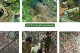 Vụ tịch thu 42 gốc mai ở Côn Đảo: Kiểm lâm trả lại 21 gốc cây