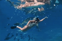 Ánh Viên bơi cùng cá mập ở biển Maldives