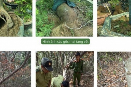 Vụ tịch thu 42 gốc mai ở Côn Đảo: Kiểm lâm trả lại 21 gốc cây