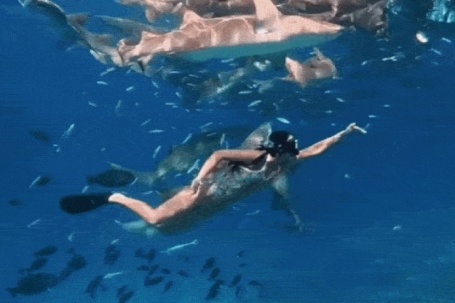 Ánh Viên bơi cùng cá mập ở biển Maldives