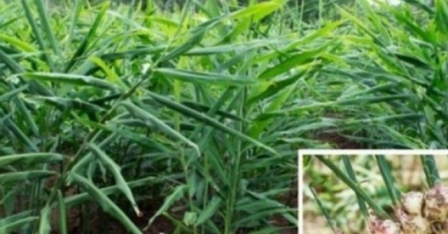 Cây thuốc bổ chẳng kém nhân sâm tổ yến, nhiều người dùng mỗi ngày mà không hay
