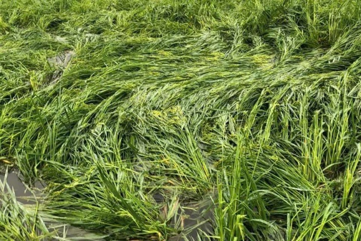 Nhiều diện tích lúa bị gãy đổ. Ảnh người dân.