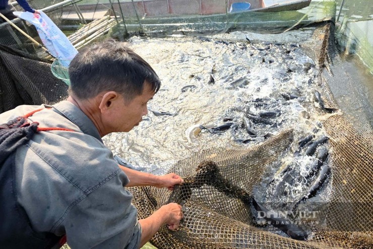 Dân nơi này ở Nghệ An nuôi cá gì to bự, chỉ gặm cỏ, nhai cây chuối, hễ nói bán là hết cả đàn luôn