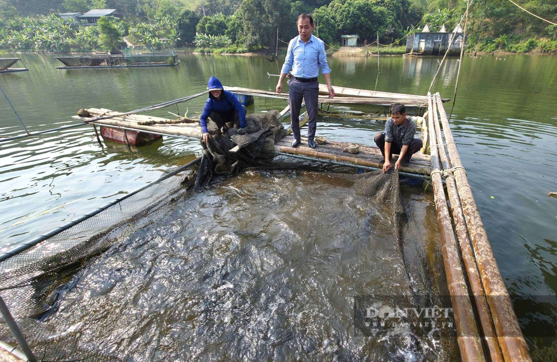 Trên lòng hồ thủy điện ở xã Tam Quang, tỉnh Nghệ An người dân nuôi các loài cá đặc sản như cá lăng, cá trắm cỏ mang lại hiệu quả kinh tế cao. Ảnh: N.T