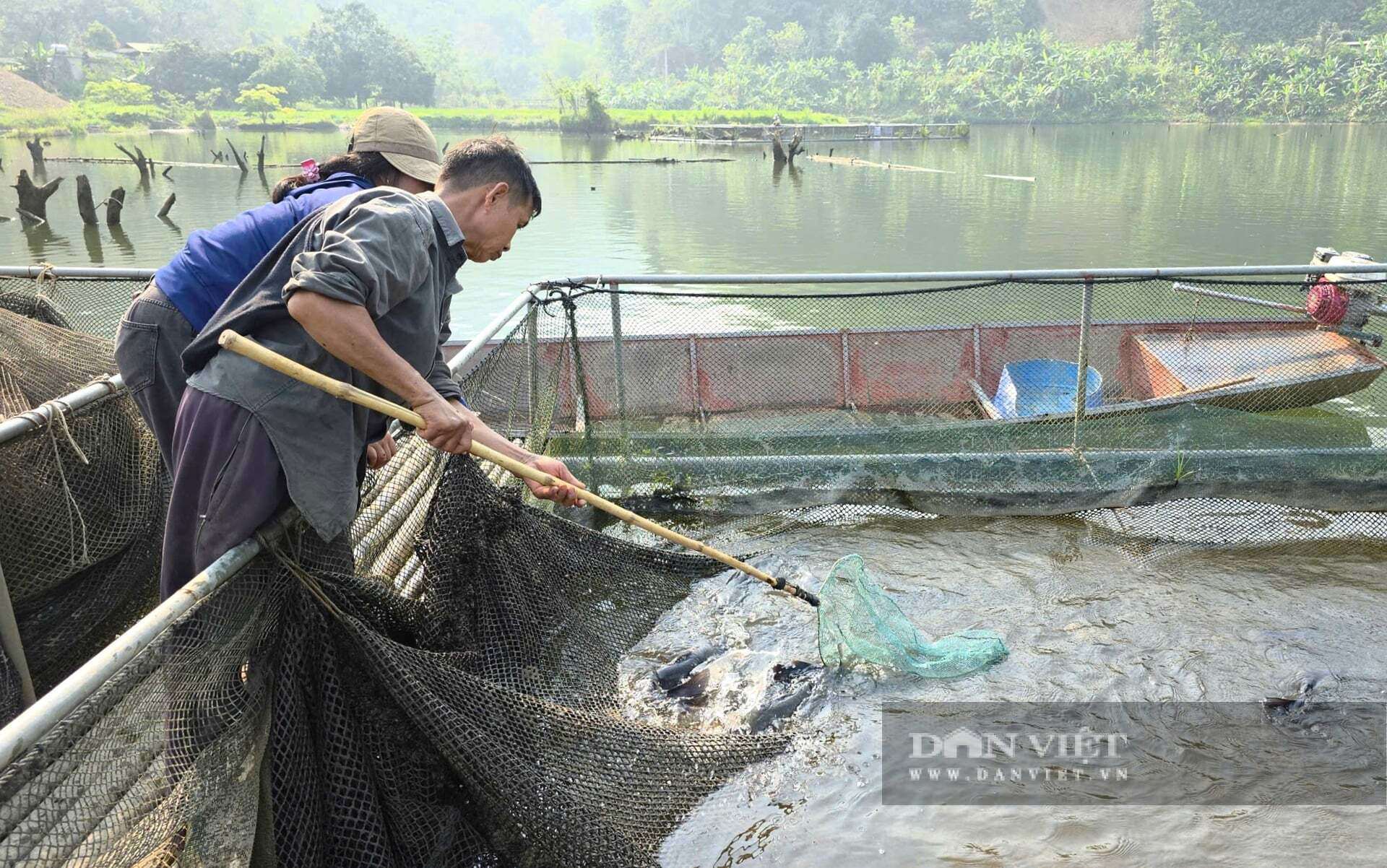 Trên lòng hồ thủy điện ở xã Tam Quang, tỉnh Nghệ An người dân nuôi các loài cá đặc sản như cá lăng, cá trắm cỏ mang lại hiệu quả kinh tế cao. Ảnh: N.T