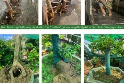 Toàn cảnh vụ xử phạt và tịch thu 42 gốc mai vàng ở Côn Đảo