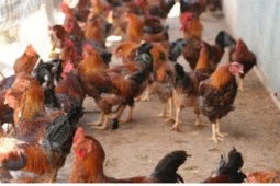 Vì sao gà trống thiến giá cao vẫn bán hết veo?