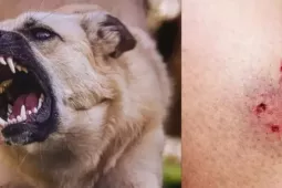 Chó 'điên' cắn 4 người ở Quảng Ngãi dương tính vi rút dại