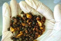 Kỳ lạ thứ thừa ra trong bụng con bò lại được định giá đắt hơn cả vàng