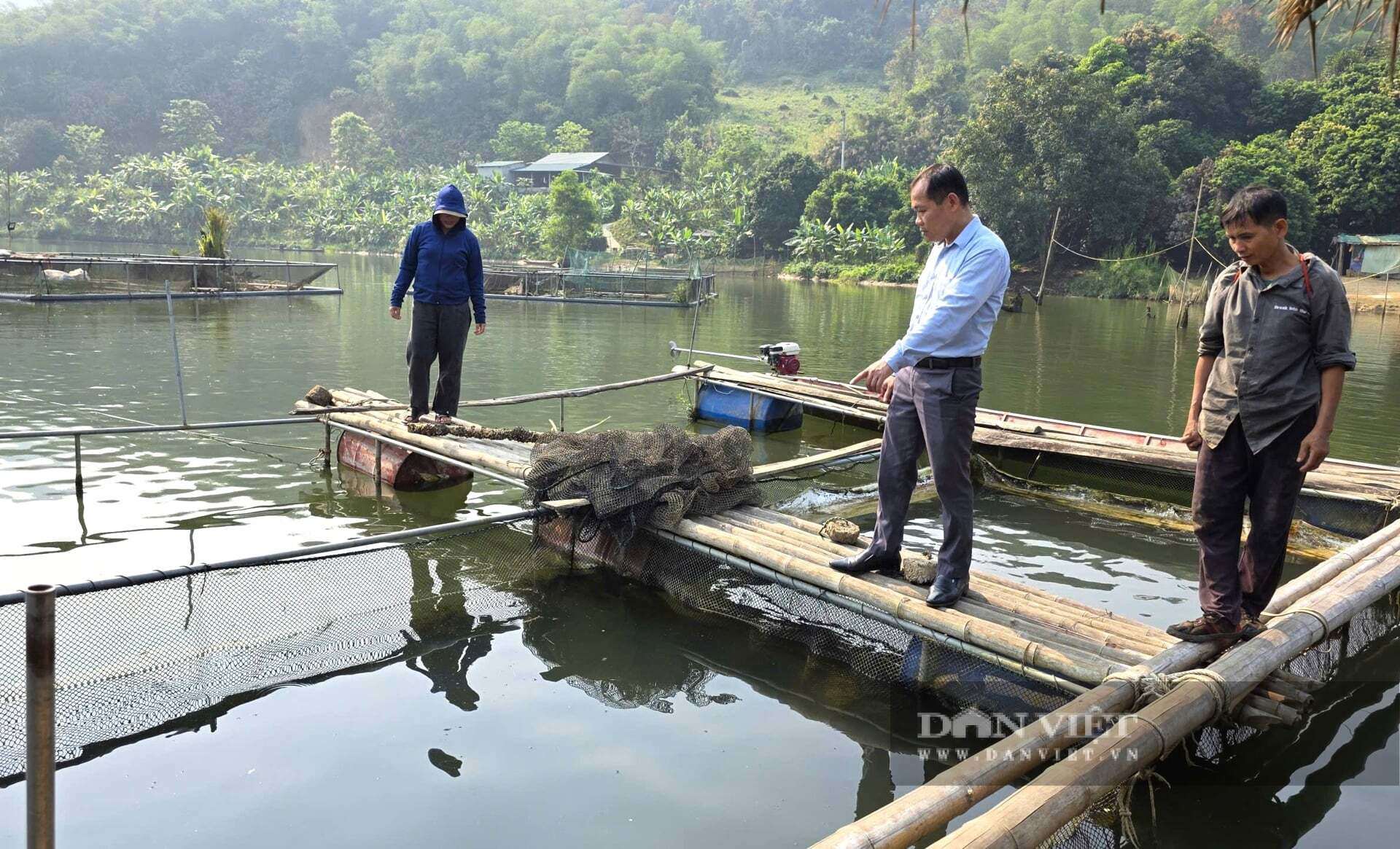 Trên lòng hồ thủy điện ở xã Tam Quang, tỉnh Nghệ An người dân nuôi các loài cá đặc sản như cá lăng, cá trắm cỏ mang lại hiệu quả kinh tế cao. Ảnh: N.T