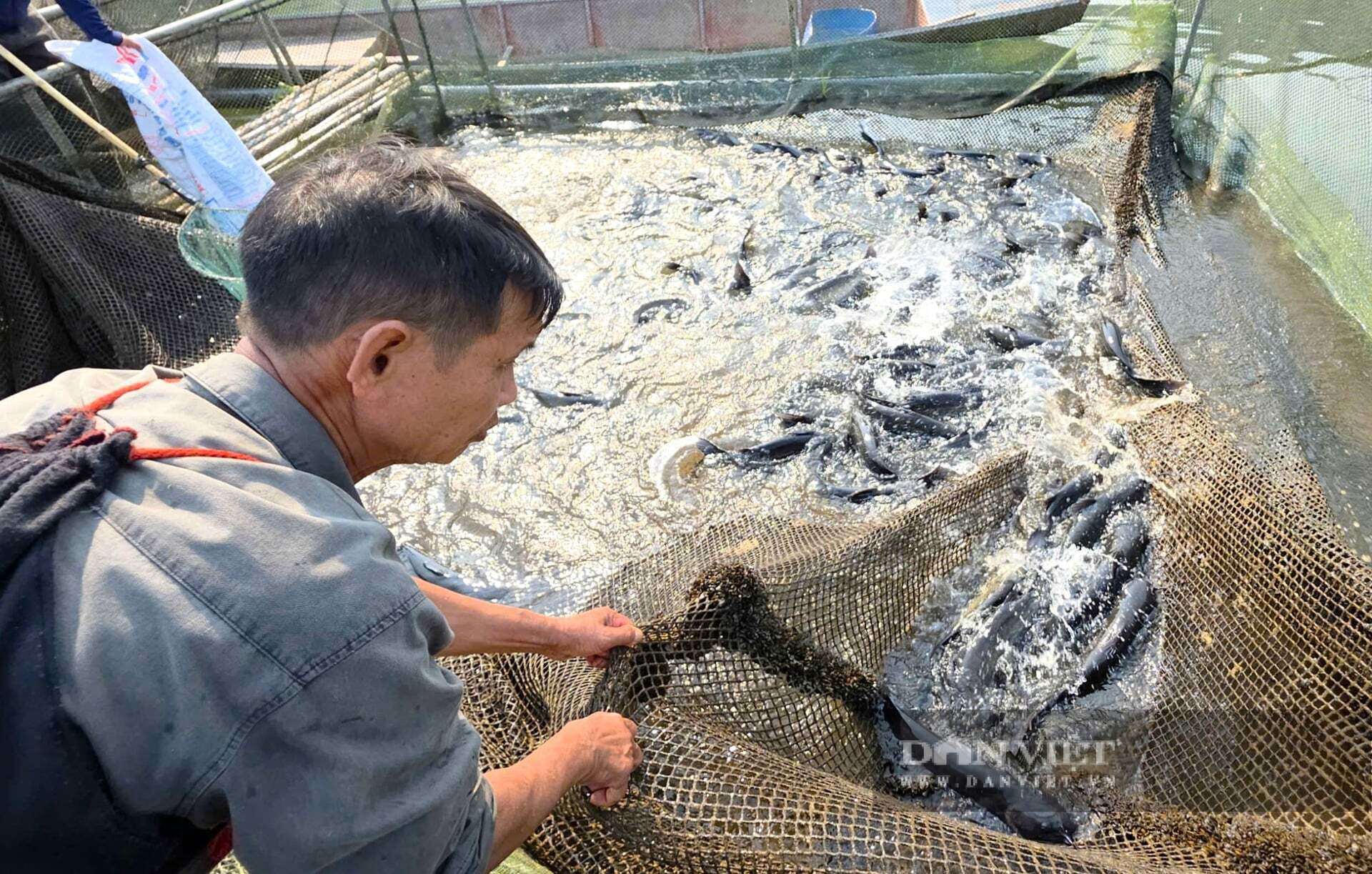 Cá đặc sản được cho ăn cỏ, thân cây chuối lại nuôi trên lòng hồ nên thịt dai, thơm, ngọt được thị trường ưa chuộng. Người dân xã Tam Quang, tỉnh Nghệ An chỉ cần "hô bán" là thương lái đn thu mua hết ngay. Ảnh: N.T