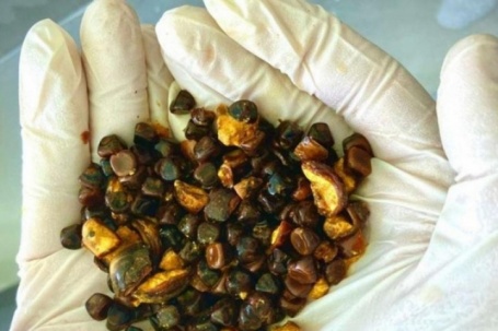 Kỳ lạ thứ thừa ra trong bụng con bò lại được định giá đắt hơn cả vàng