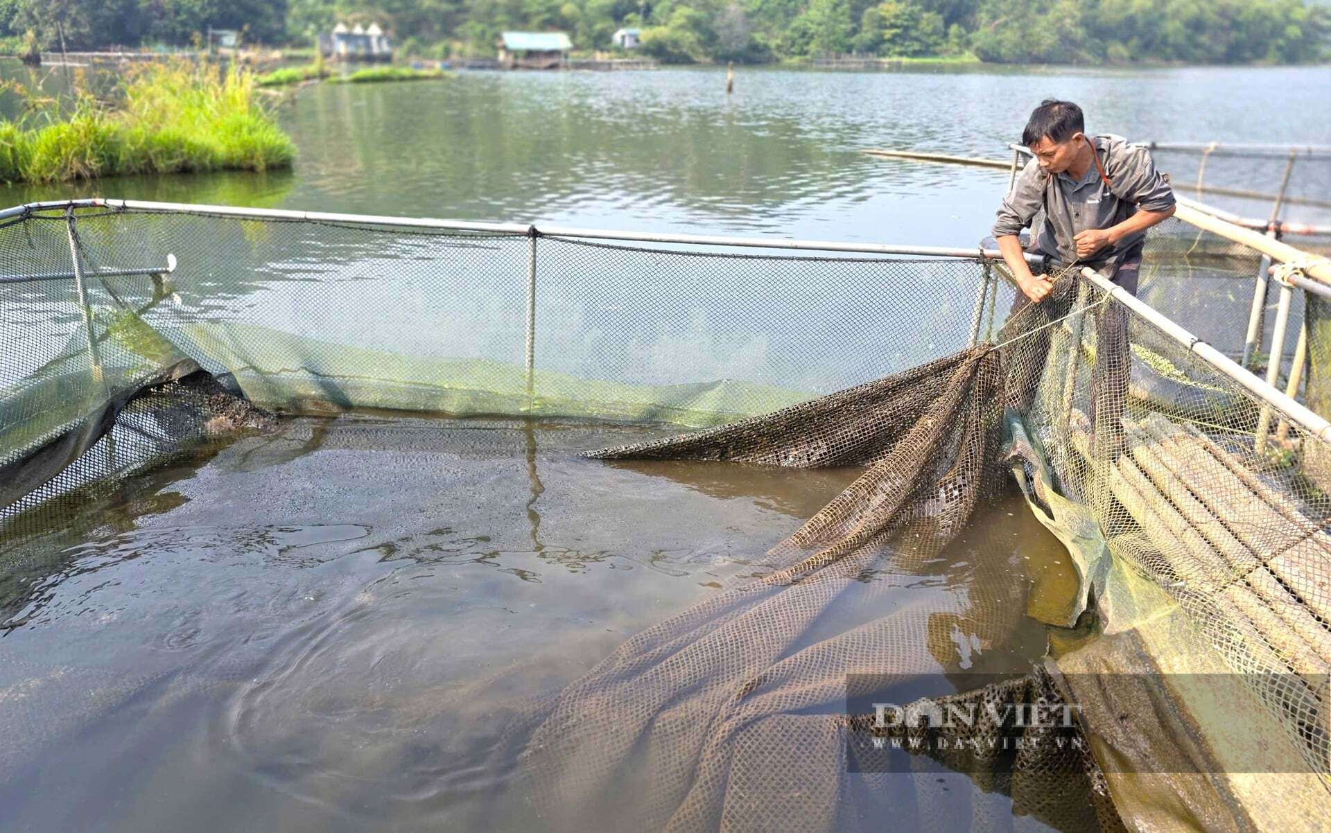 Cá đặc sản được cho ăn cỏ, thân cây chuối lại nuôi trên lòng hồ nên thịt dai, thơm, ngọt được thị trường ưa chuộng. Người dân xã Tam Quang, tỉnh Nghệ An chỉ cần "hô bán" là thương lái đn thu mua hết ngay. Ảnh: N.T