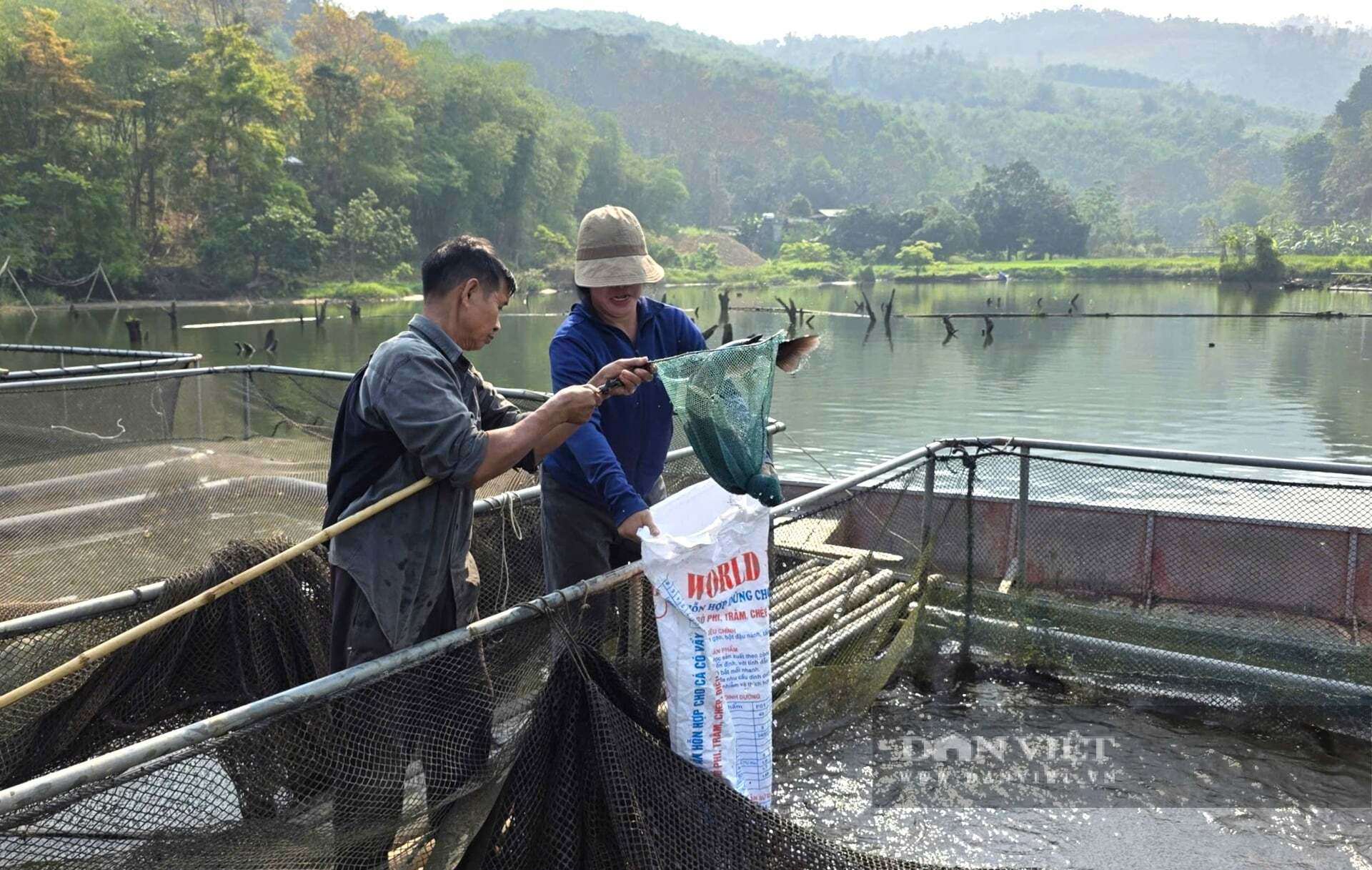 Cá đặc sản được cho ăn cỏ, thân cây chuối lại nuôi trên lòng hồ nên thịt dai, thơm, ngọt được thị trường ưa chuộng. Người dân xã Tam Quang, tỉnh Nghệ An chỉ cần "hô bán" là thương lái đn thu mua hết ngay. Ảnh: N.T