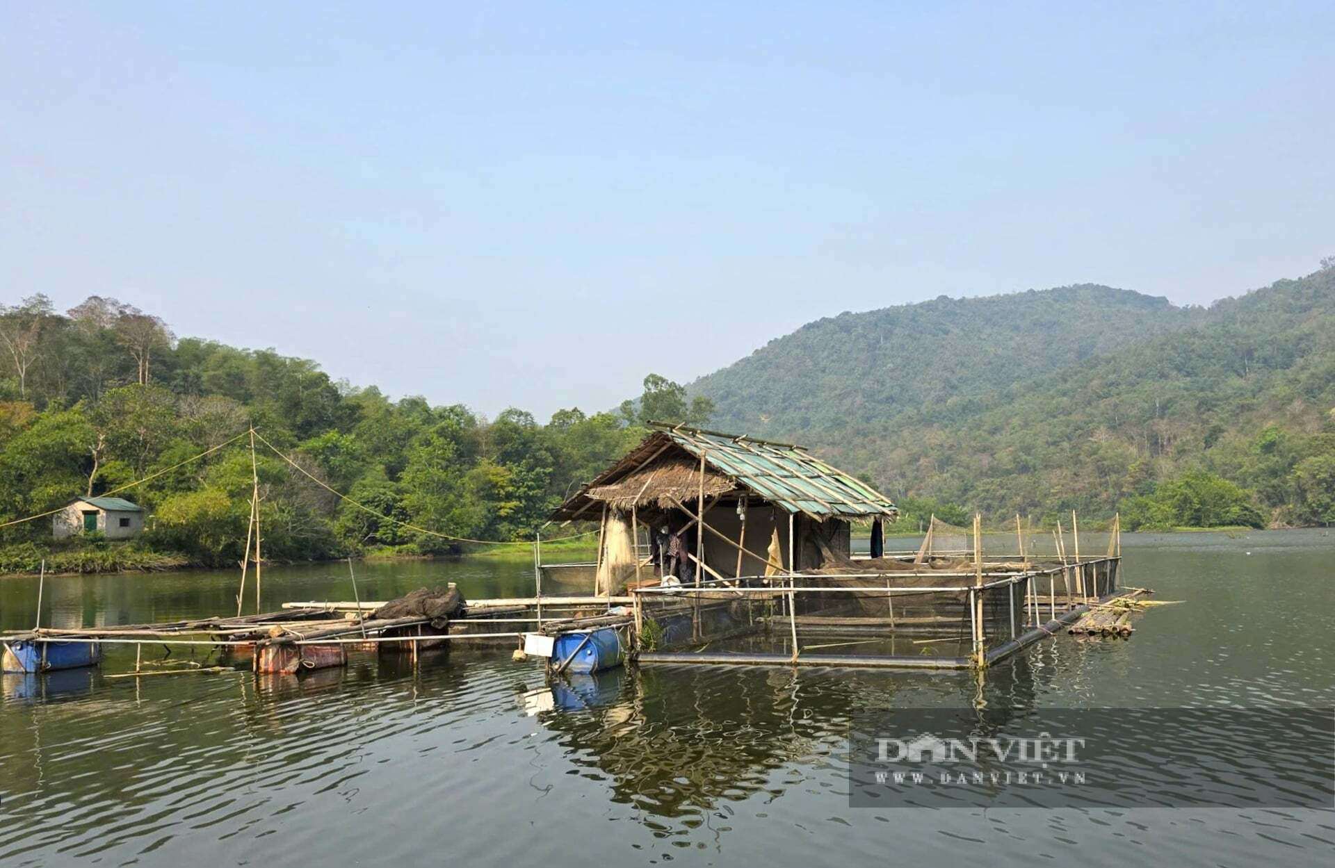 Cá đặc sản được cho ăn cỏ, thân cây chuối lại nuôi trên lòng hồ nên thịt dai, thơm, ngọt được thị trường ưa chuộng. Người dân xã Tam Quang, tỉnh Nghệ An chỉ cần "hô bán" là thương lái đn thu mua hết ngay. Ảnh: N.T