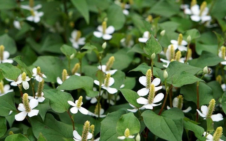 Rau diếp cá không chỉ là một loại rau gia vị đặc trưng mà còn là vị thuốc quý với đặc tính kháng khuẩn, chống viêm cực mạnh. (Ảnh minh họa).