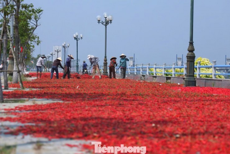 Ớt được mùa, vì sao nông dân trắng tay?