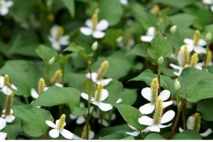 Cây thuốc bổ gan, thận tự nhiên mọc dại đầy vườn