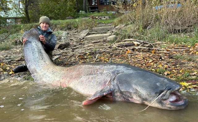 Con cá trê khổng lồ dài 2,52 mét.