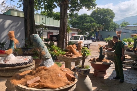 Vụ trả lại 21 cây mai ở Côn Đảo: Luật sư nhận định gì?