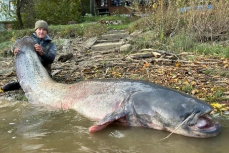 Clip: Ngư dân vật lộn với "quái ngư" cá trê khổng lồ dài 2,5 mét trên sông